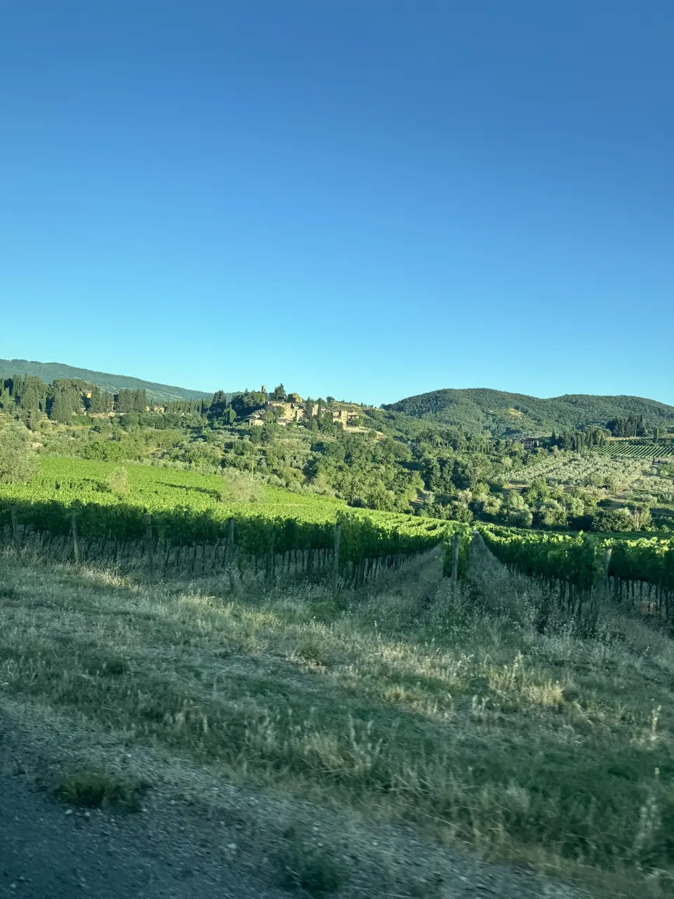 A vertical detail recorded near Greve in Chianti on June 29, 2025.