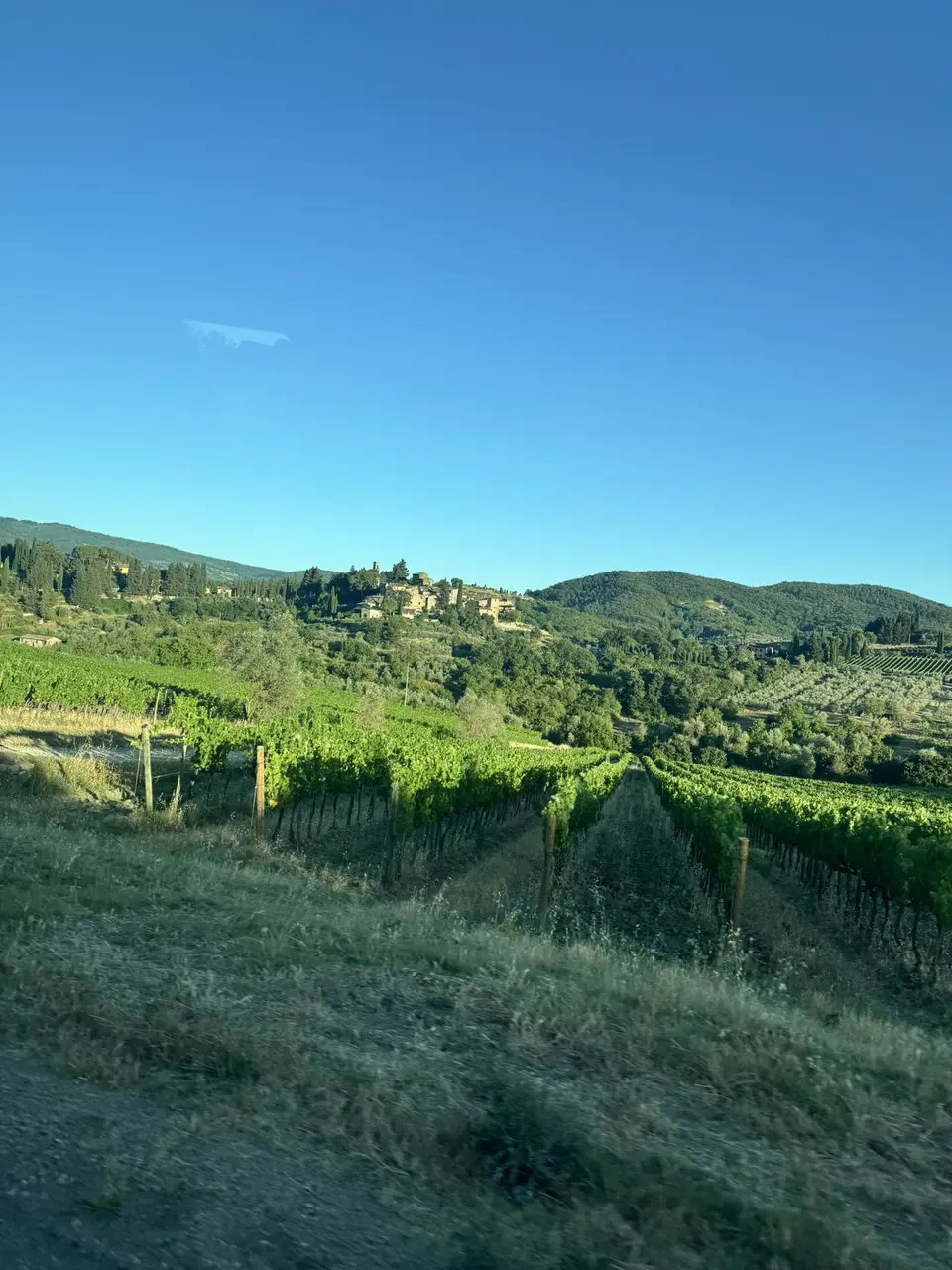 A vertical detail recorded near Greve in Chianti on June 29, 2025.
