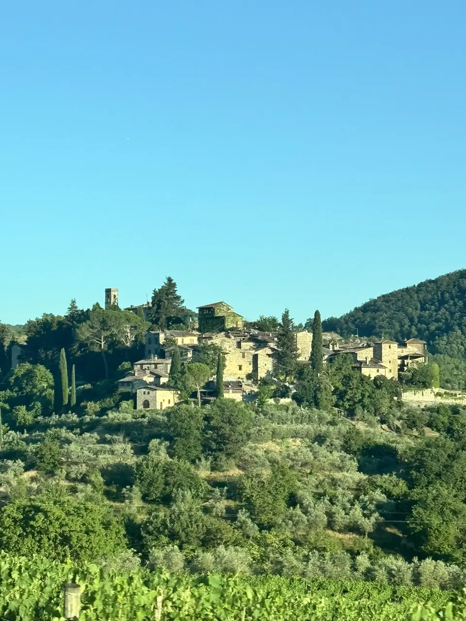 A vertical detail recorded near Greve in Chianti on June 29, 2025.